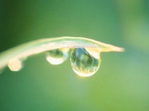 Like a dew drop…